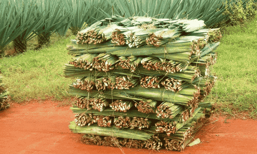Sisal Harvesting